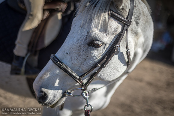 Ensign Approved, North Country Horses, Gansevoort, NY