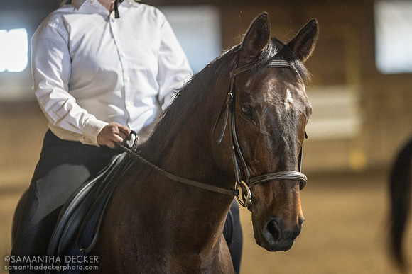 North Country Horses, Gansevoort, NY