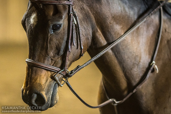 Flashy Fuse, North Country Horses, Gansevoort, NY