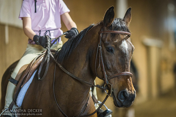 Flashy Fuse, North Country Horses, Gansevoort, NY