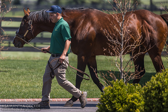 Union Rags, Lane's End Farm, Versailles