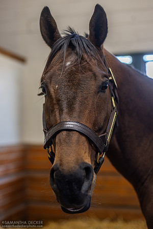 Senor Buscador, Lane's End Farm, Versailles
