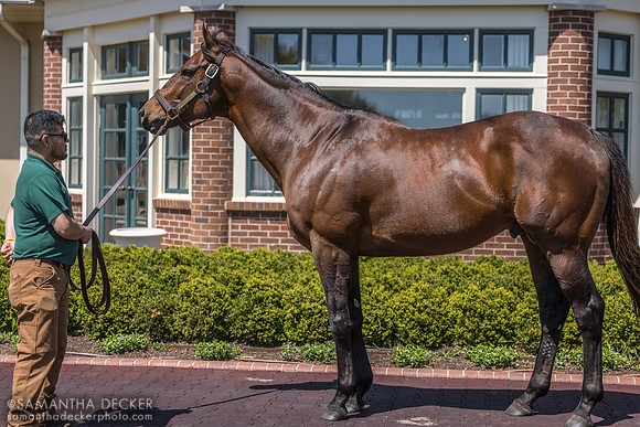 Flightline, Lane's End Farm, Versailles