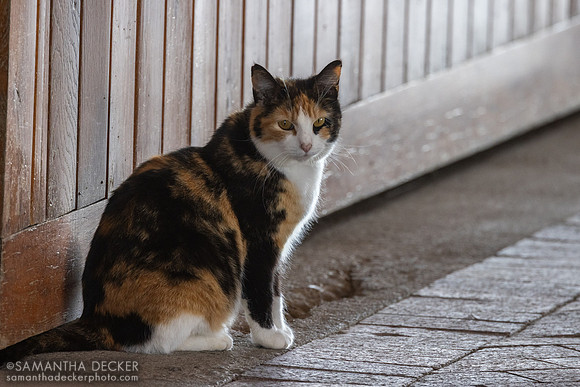 Barn cat, Lane's End Farm, Versailles
