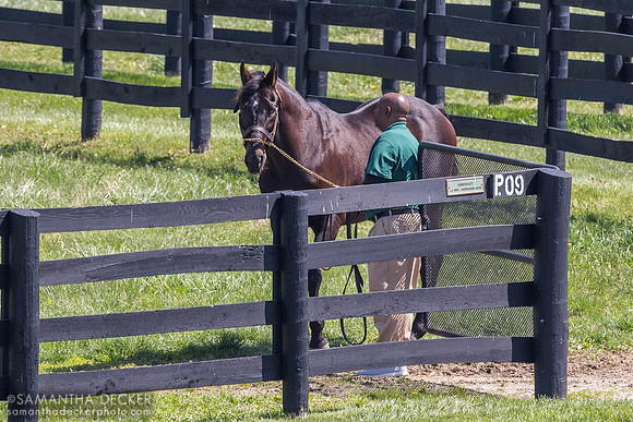Mineshaft, Lane's End Farm, Versailles