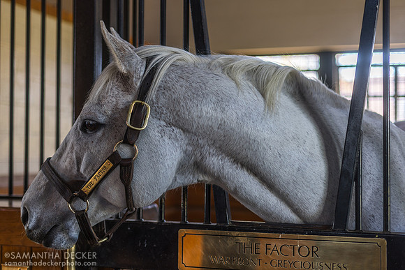 The Factor, Lane's End Farm, Versailles