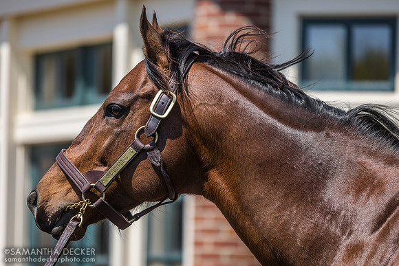 Flightline, Lane's End Farm, Versailles