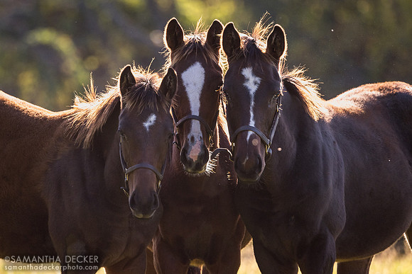 Weanlings at Thirty Year Farm, Saratoga Springs, NY, 2025