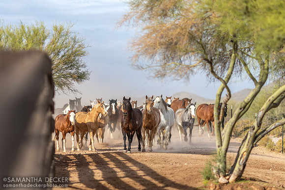 Morning at Rancho de los Caballeros, Wickenburg, AZ