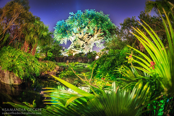 Tree of Life, Disney's Animal Kingdom
