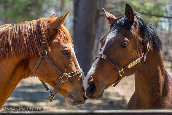 Red Down South and Bold Illusion at Old Friends at Cabin Creek, 2022