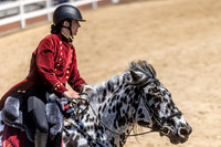 "O.B." Oberon de Fermes Boisvert, American Sugarbush Draft at Kentucky Horse Park