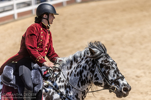 "O.B." Oberon de Fermes Boisvert, American Sugarbush Draft at Kentucky Horse Park