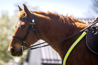 Police Horse at Kentucky Horse Park
