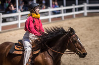 Gilligan, American Mustang at Kentucky Horse Park