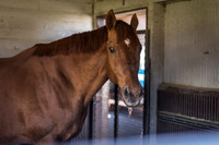 Point Given at Kentucky Horse Park