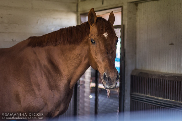 Point Given at Kentucky Horse Park