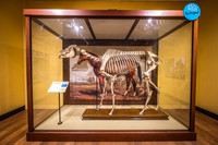 Lexington's Skeleton, International Museum of the Horse