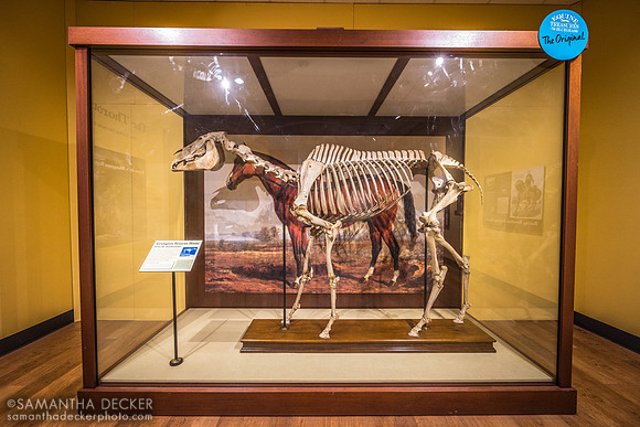 Lexington's Skeleton, International Museum of the Horse