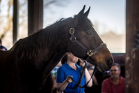 Mr. Muscleman at Kentucky Horse Park