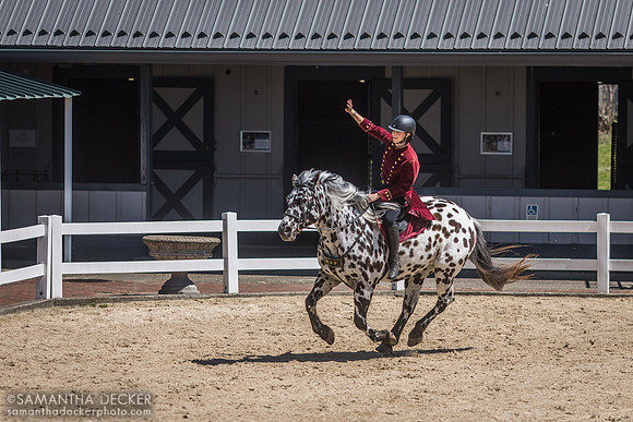 "O.B." Oberon de Fermes Boisvert, American Sugarbush Draft at Kentucky Horse Park