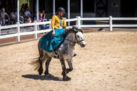 "Daisy" Scafell Pike's Instant Karma, Fell Pony at Kentucky Horse Park