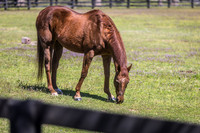 Funny Cide at Kentucky Horse Park