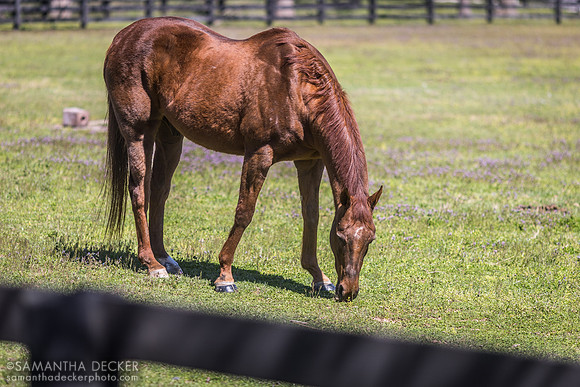 Funny Cide at Kentucky Horse Park
