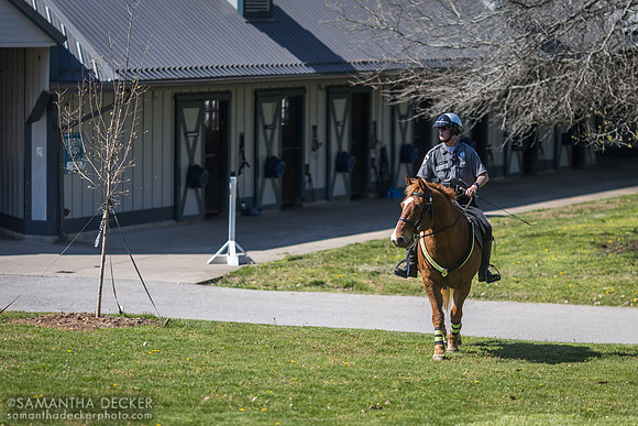 Police Horse at Kentucky Horse Park