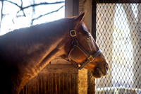 Funny Cide at Kentucky Horse Park