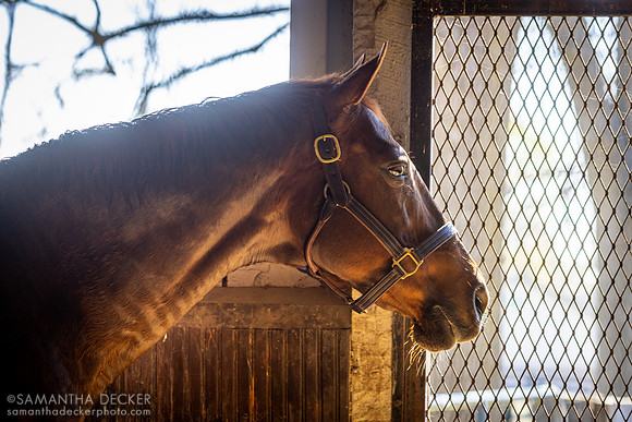 Funny Cide at Kentucky Horse Park