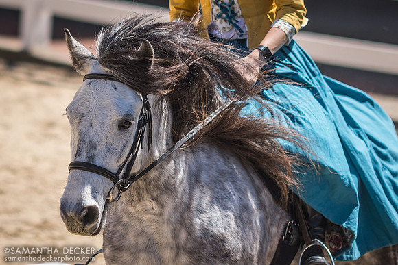 "Daisy" Scafell Pike's Instant Karma, Fell Pony at Kentucky Horse Park