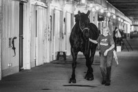 Royal the Percheron at Kentucky Horse Park