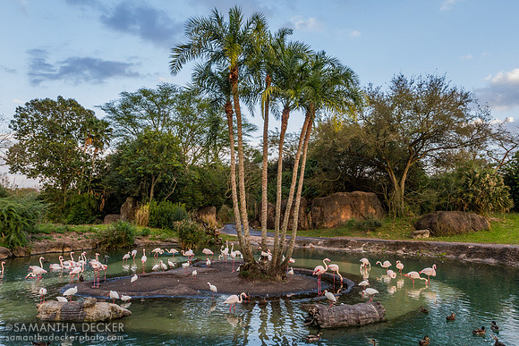 Flamingos, Kilimanjaro Safaris, Disney's Animal Kingdom, Walt Disney World