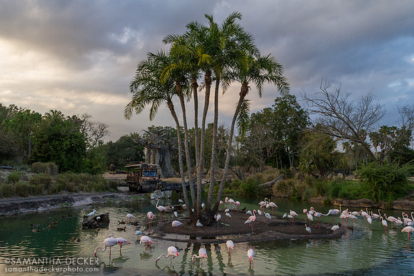 Pink Flamingos