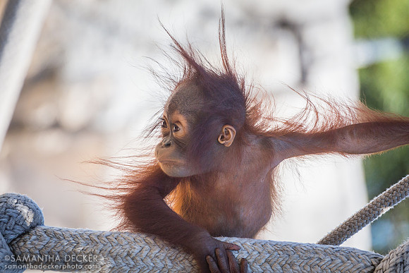 Baby Orangutan at ZooTampa