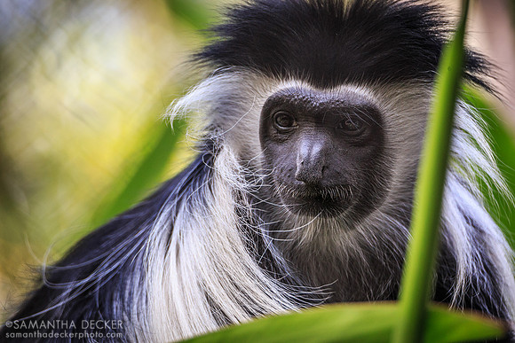 Colobus Monkey, Disney's Animal Kingdom