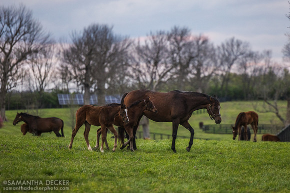 Denali Stud, Paris, KY