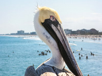 Pelican, Cocoa Beach, FL