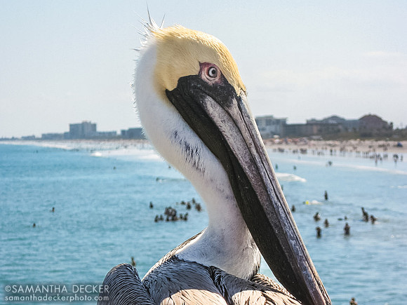 Pelican, Cocoa Beach, FL