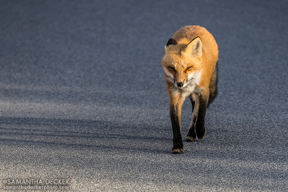 Red fox, Provincetown, MA, 2025