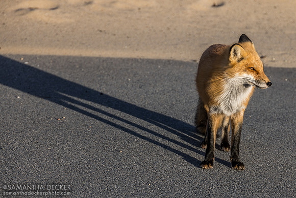 Red fox, Provincetown, MA, 2025
