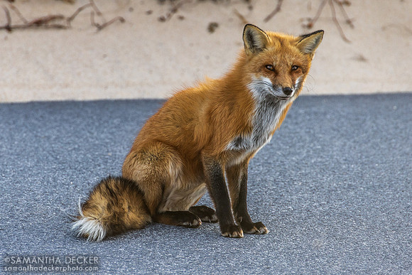 Red Fox in Provincetown