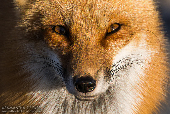 Red fox, Provincetown, MA, 2025