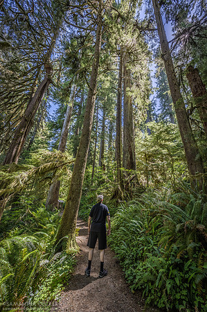 Quinault Rainforest Trail, Olympic National Park