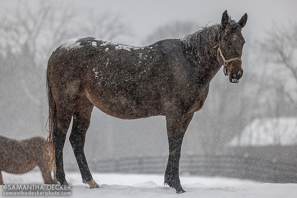 Miss Fashionista, Mahoney Eden Manor, Saratoga Springs, NY, 2025