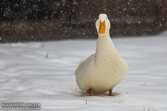 A duck at Mahoney Eden Manor, Saratoga Springs, NY, 2025