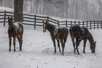 Weanlings, Thirty Year Farm, Saratoga Springs, NY, 2025