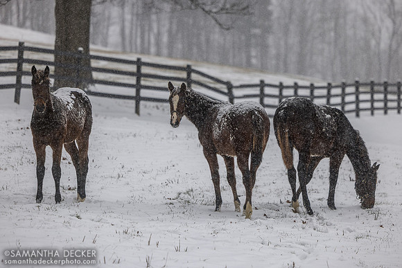Weanlings, Thirty Year Farm, Saratoga Springs, NY, 2025