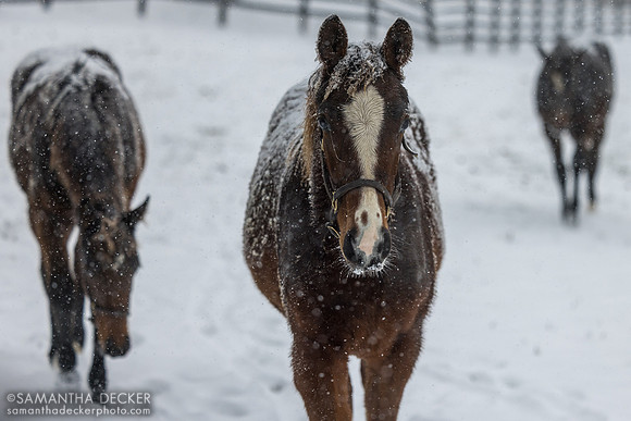 Weanlings, Thirty Year Farm, Saratoga Springs, NY, 2025